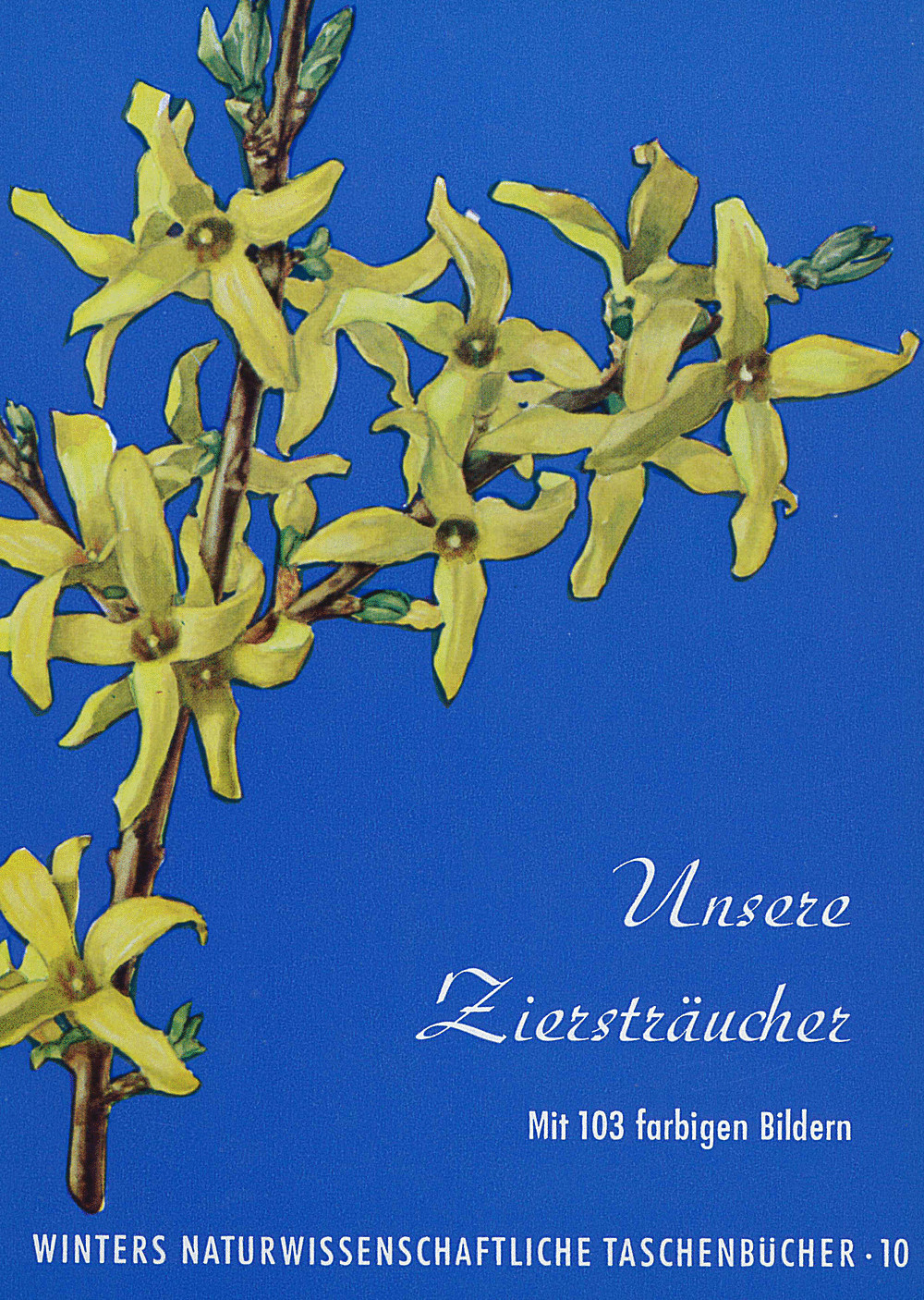 Cover image of: Werner Rauh - Unsere Ziersträucher 