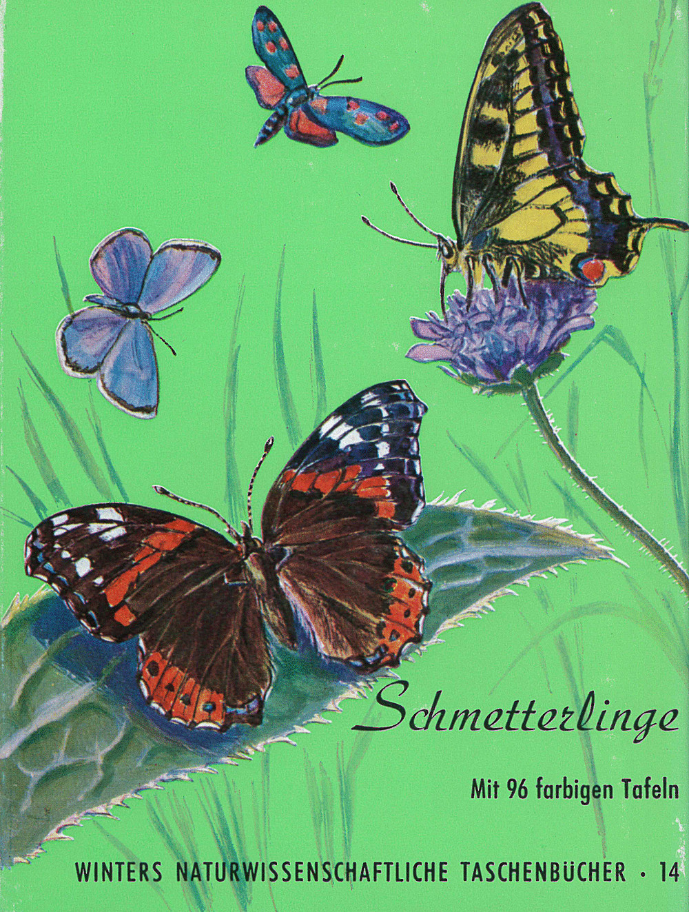 Cover image of: H: Brandt - Schmetterlinge (Sonderband) 
