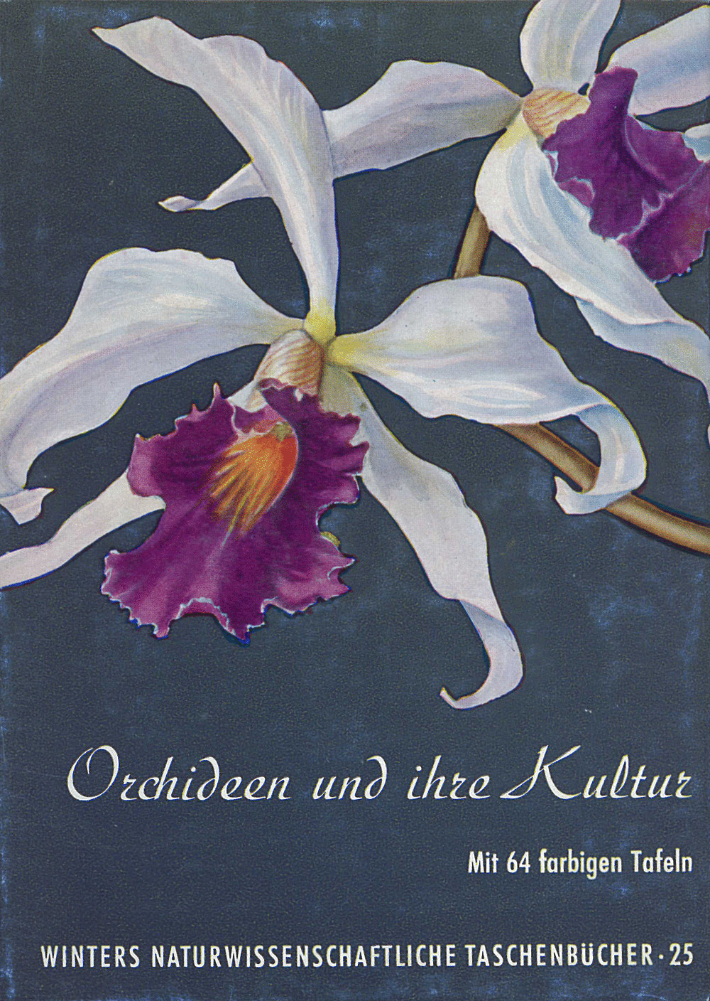 Cover image of: K. Matho - Orchideen der Tropen und Subtropen Orchideen und ihre Kultur