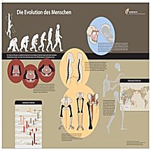 Cover image of: Senckenberg-Poster
